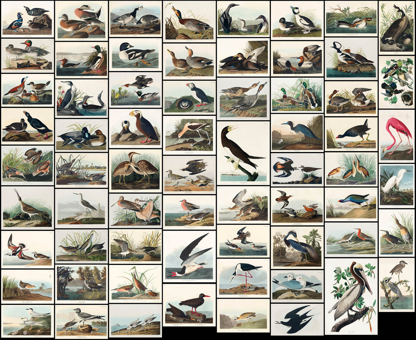 Audubon's Birds of America Water Fowl & Sea Birds [66 Images]