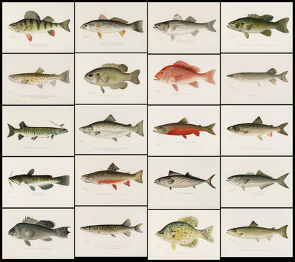 Game Fishes of North America [20 Images]