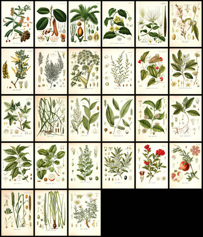 Kohler's Medicinal Plants Set 2 Half Set 2 [57 Images]
