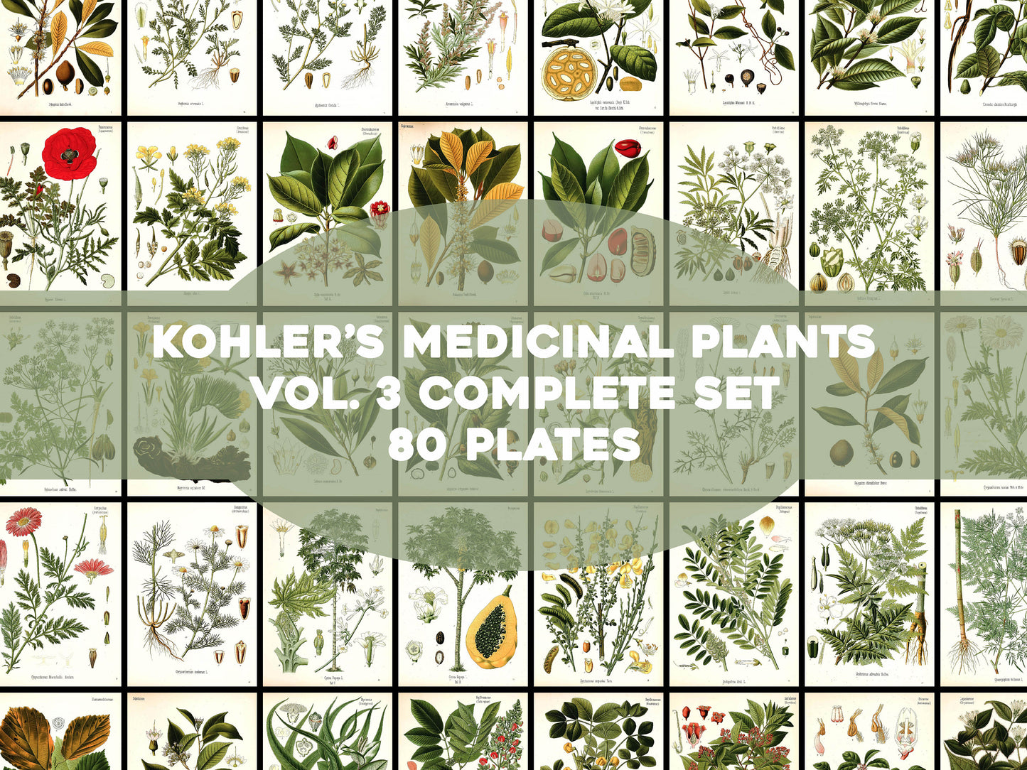 Kohler's Medicinal Plants Set 3 [80 Images]