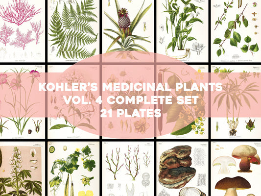 Kohler's Medicinal Plants Set 4 [21 Images]