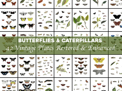 Foreign Butterflies Occurring in Asia, Africa and America [42 Images]