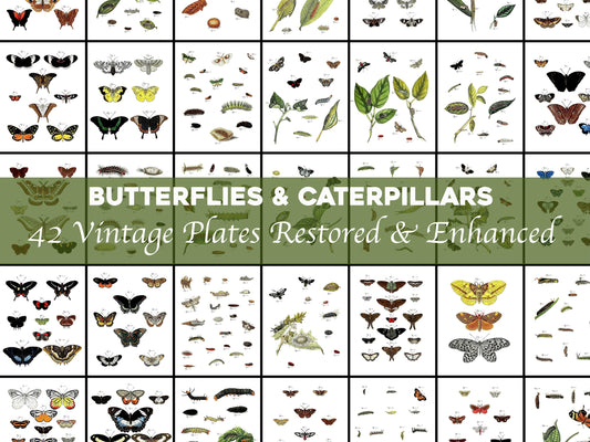 Foreign Butterflies Occurring in Asia, Africa and America [42 Images]