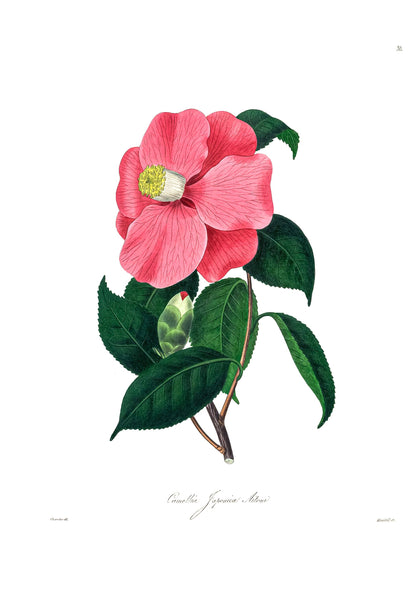 Illustrations & Descriptions of the Camellias [40 Images]