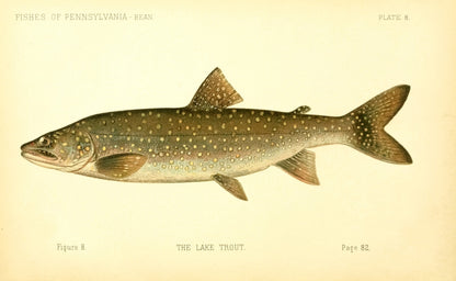 Fish of Pennsylvania [15 Images]