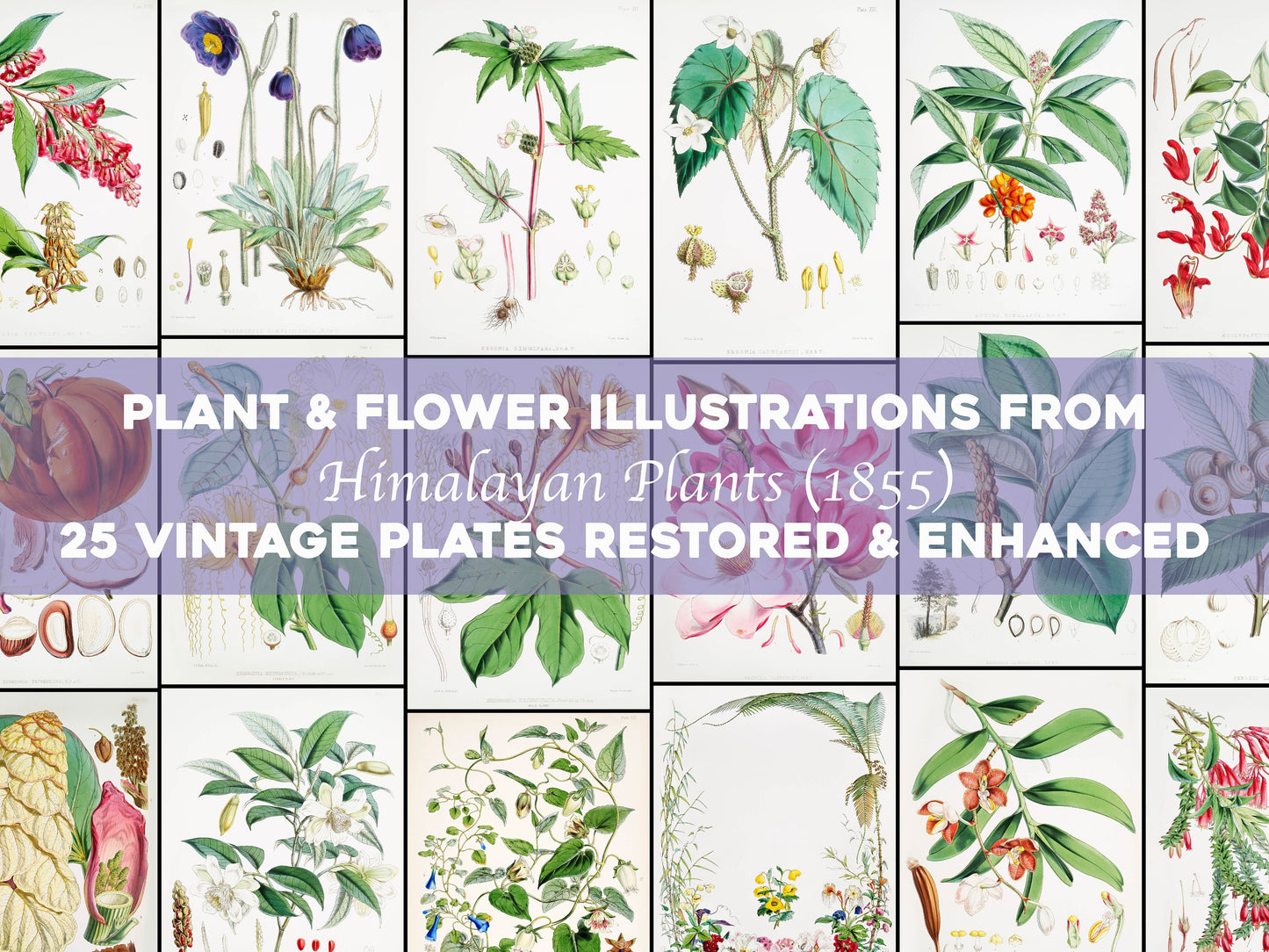 Illustrations of Himalayan Plants and Flowers [25 Images]