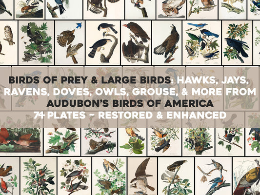 Audubon's Birds of America Birds of Prey & Large Birds [71 Images]