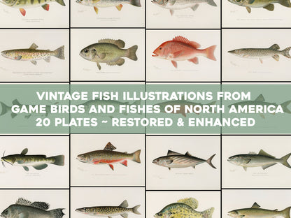 Game Fishes of North America [20 Images]