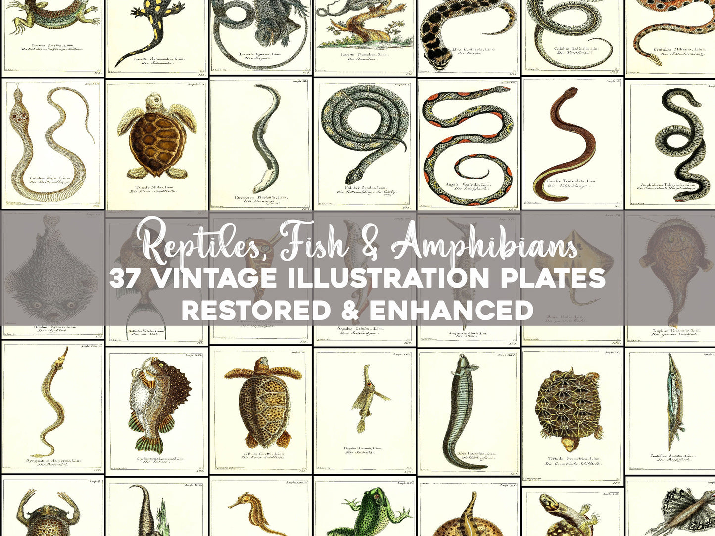 Natural History of the Animal Kingdom German Zoology [37 Images]