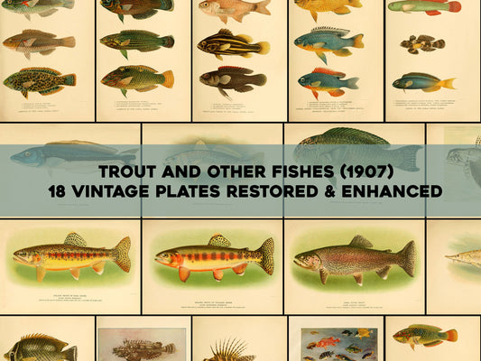 Trout & Other Fishes [18 Images]