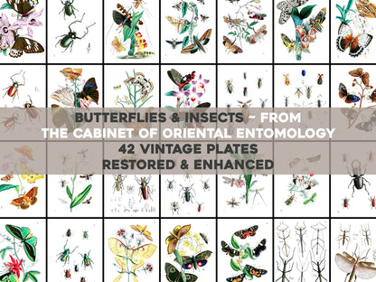 The Cabinet of Oriental Entomology [42 Images]