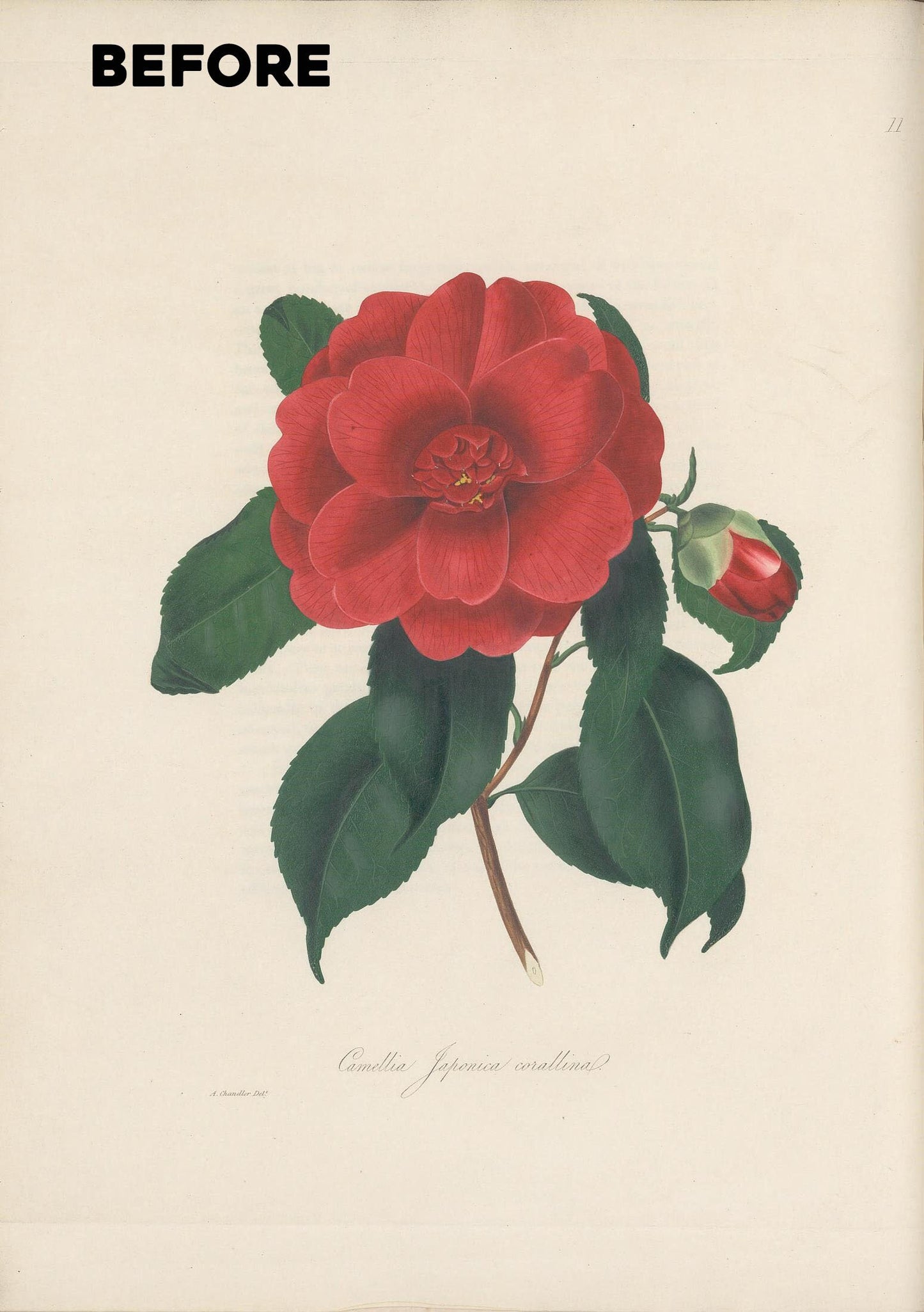 Illustrations & Descriptions of the Camellias [40 Images]