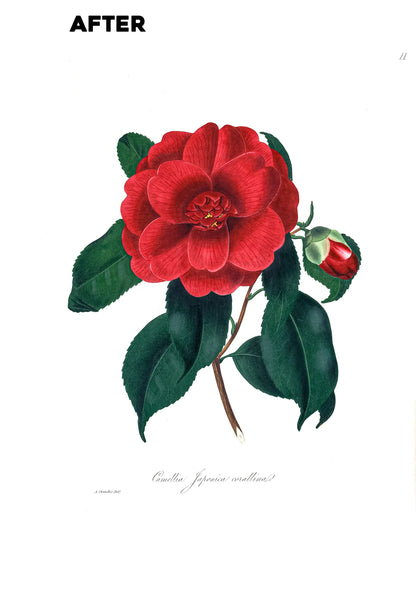 Illustrations & Descriptions of the Camellias [40 Images]