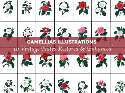 Illustrations & Descriptions of the Camellias [40 Images]