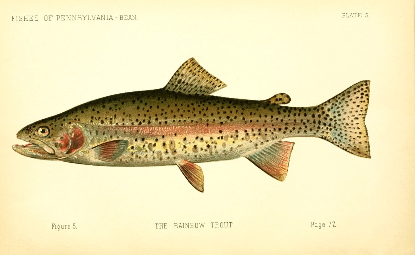 Fish of Pennsylvania [15 Images]