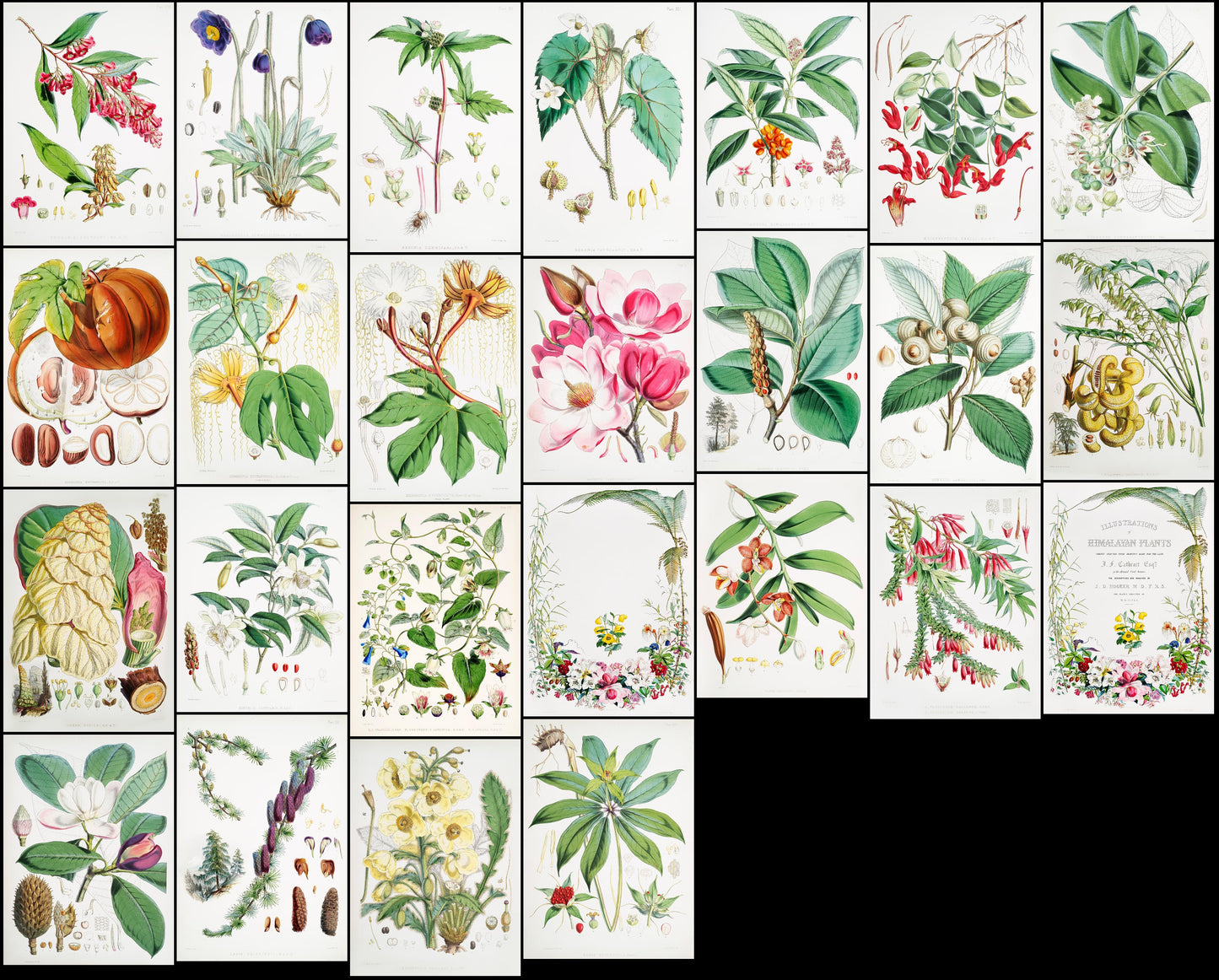 Illustrations of Himalayan Plants and Flowers [25 Images]