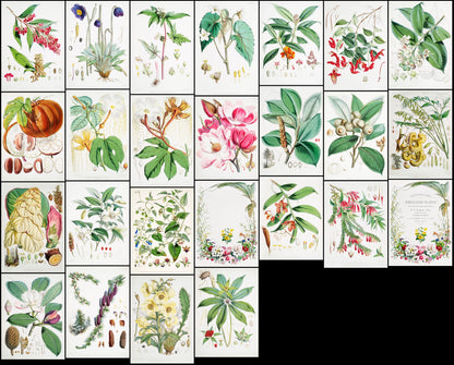 Illustrations of Himalayan Plants and Flowers [25 Images]