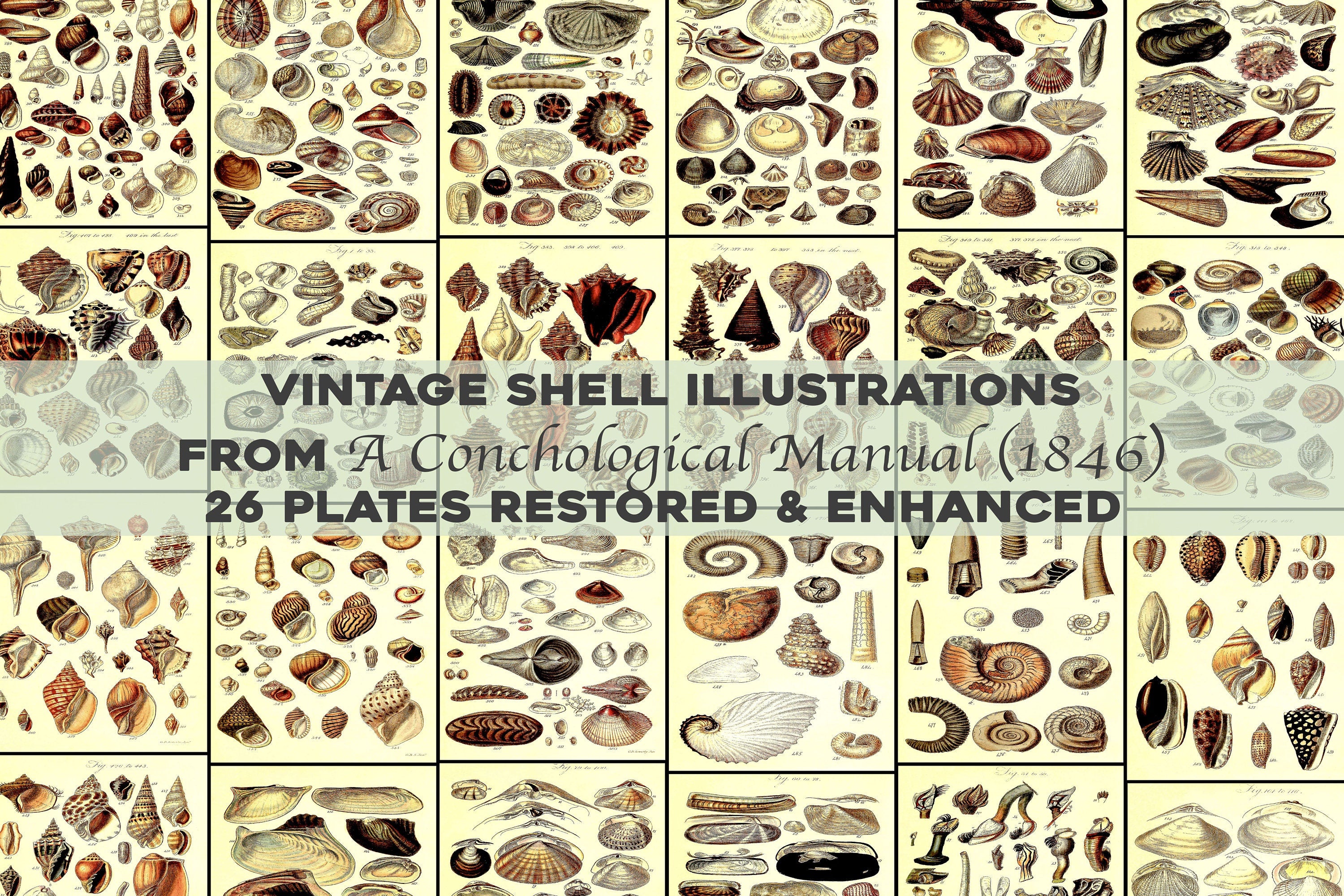 A Conchological Manual | Shell Images - CleanArchives