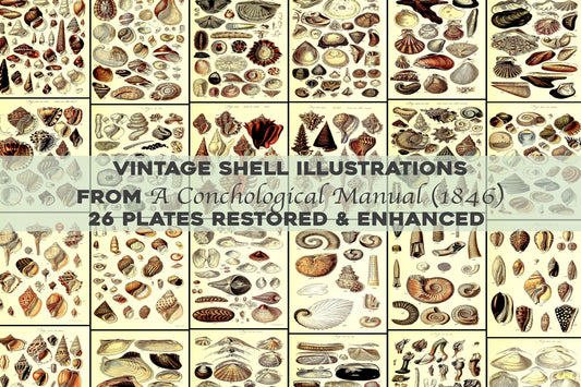 A Conchological Manual [26 Images]