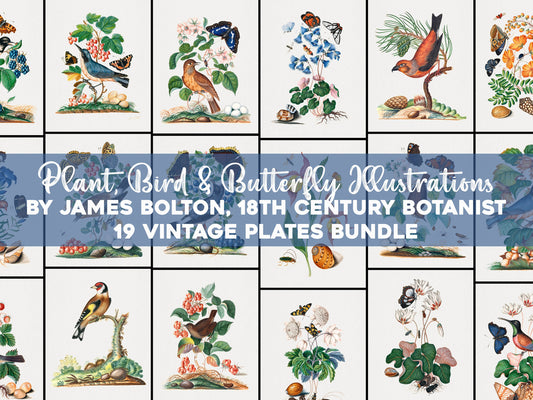 James Bolton Bird, Butterfly & Plant Illustrations [19 Images]