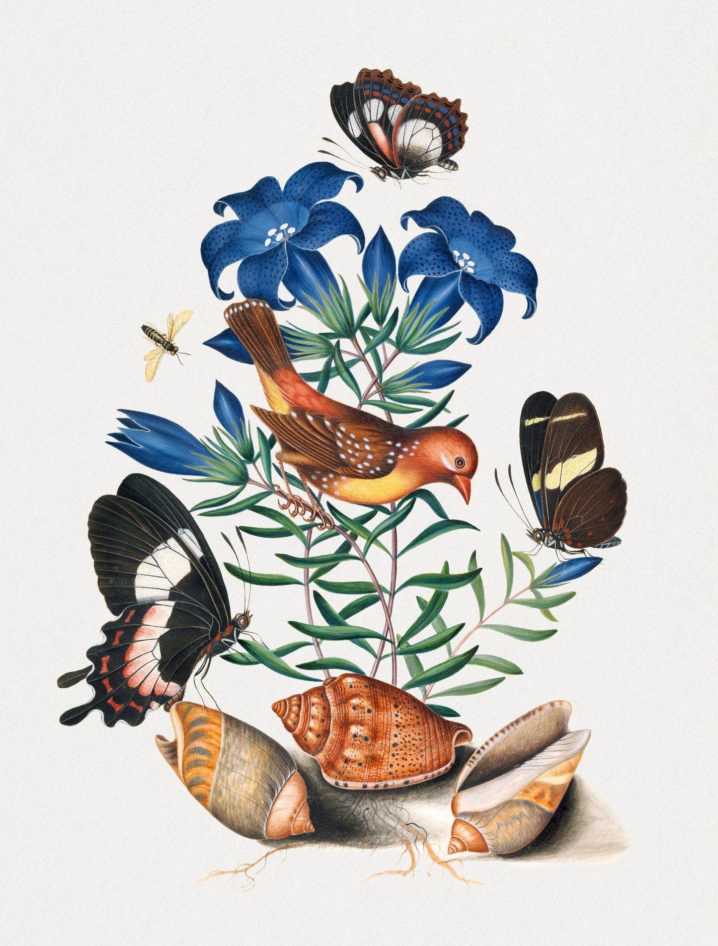 James Bolton Bird, Butterfly & Plant Illustrations [19 Images]