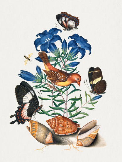 James Bolton Bird, Butterfly & Plant Illustrations [19 Images]