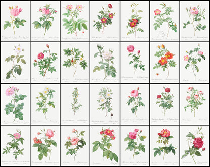 Pierre Joseph Redoute The Roses Set 1 [56 Images]