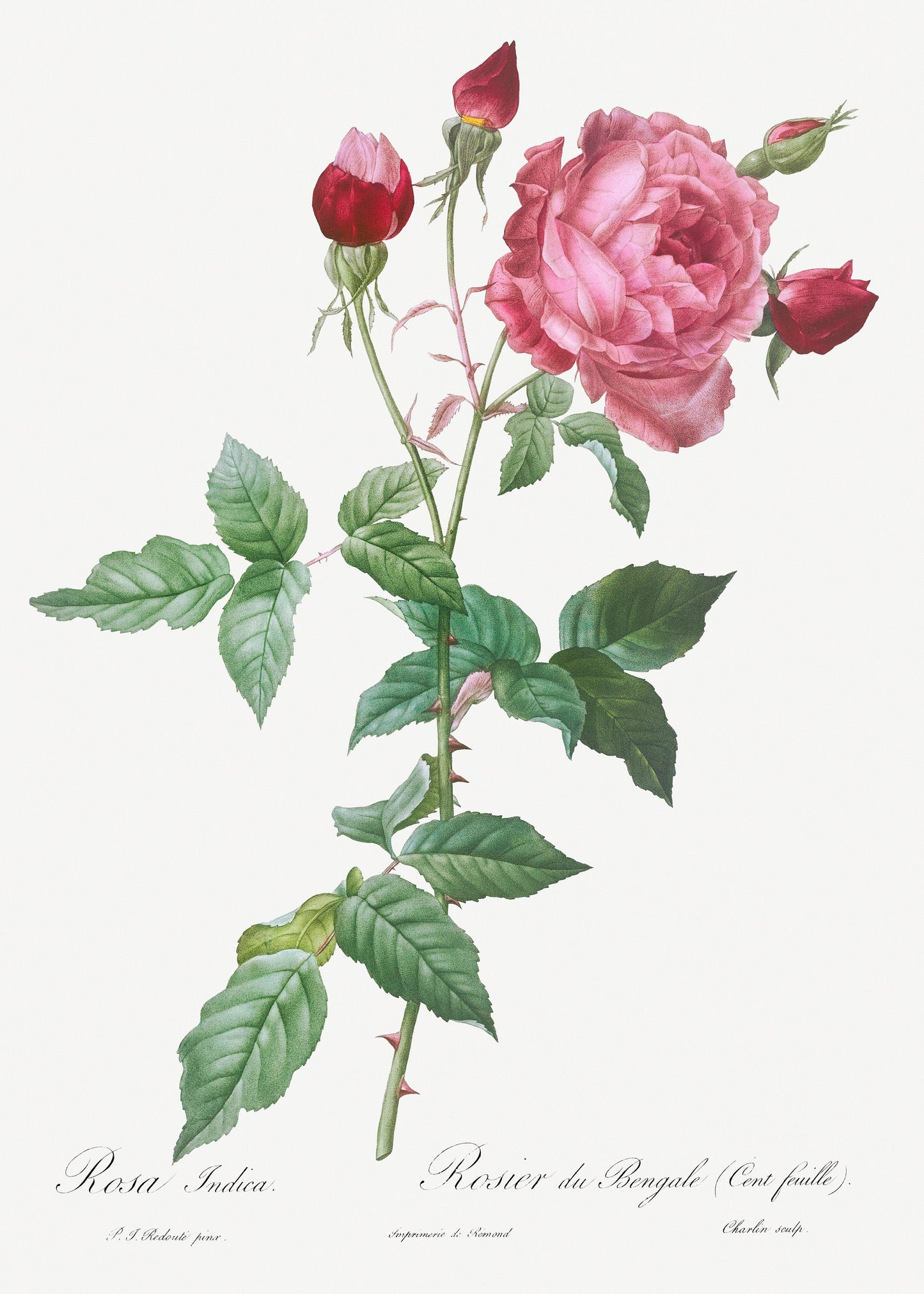 Pierre Joseph Redoute The Roses Set 2 [56 Images]