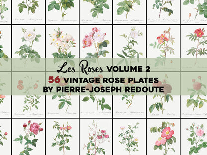 Pierre Joseph Redoute The Roses Set 2 [56 Images]