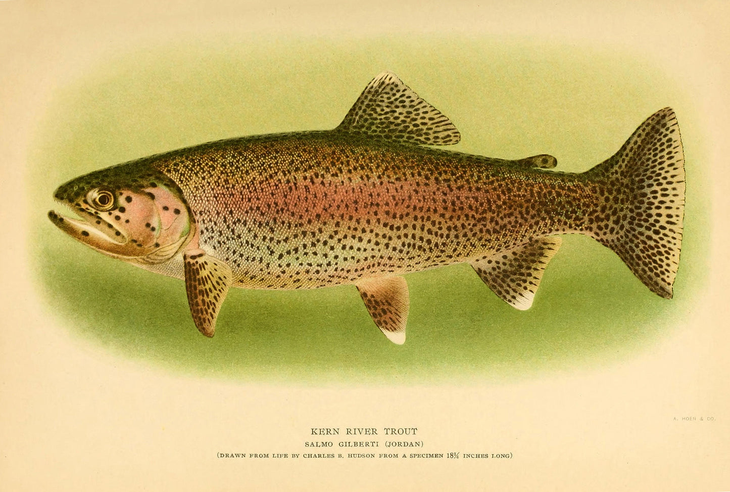 Trout & Other Fishes [18 Images]