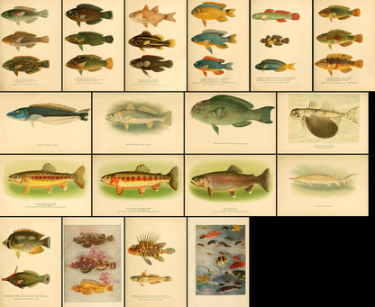 Trout & Other Fishes [18 Images]