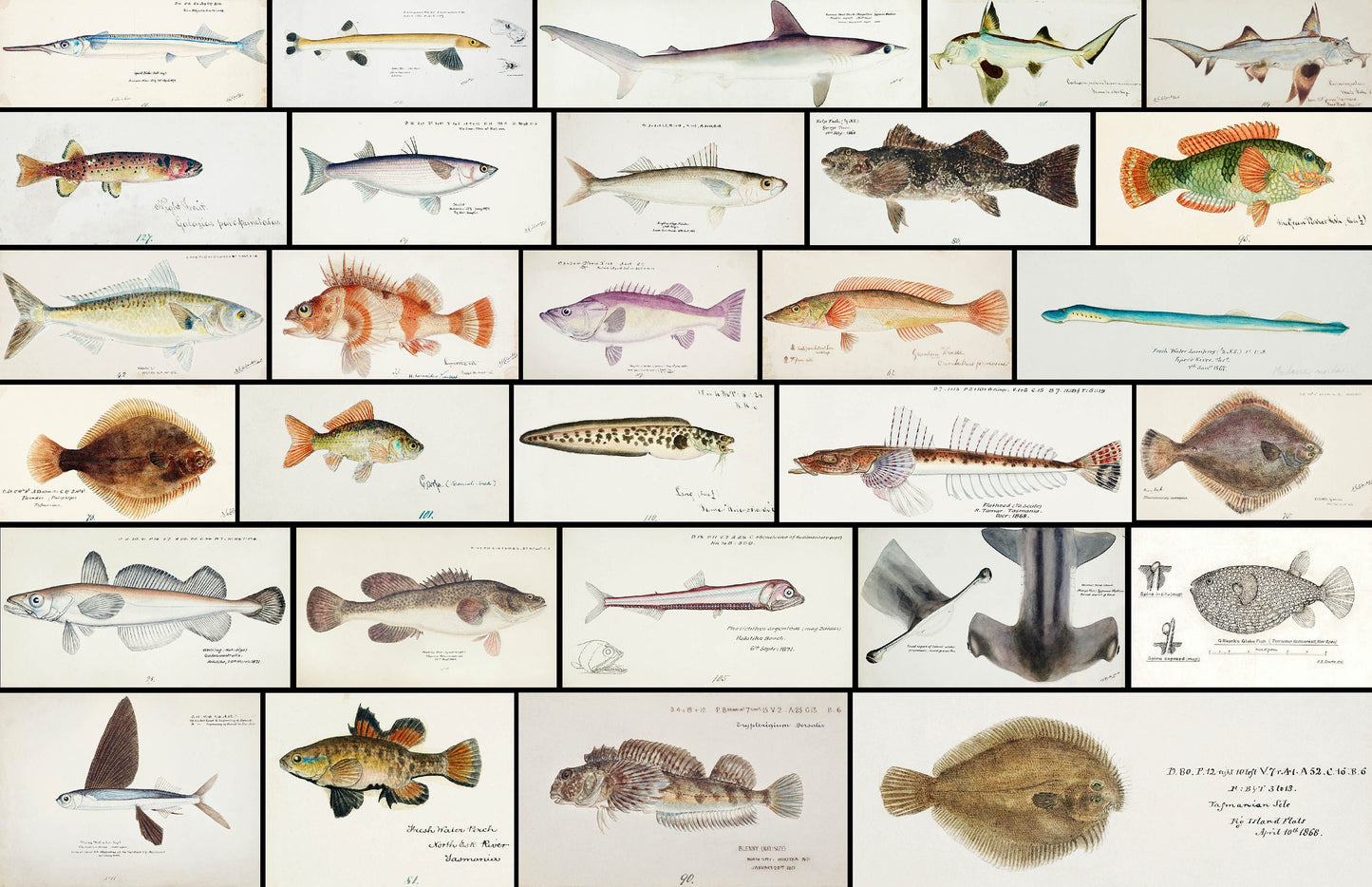 South Pacific Fish Set 1 [58 Images]
