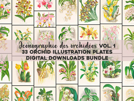 Iconography of Orchids Set 1 [33 Images]