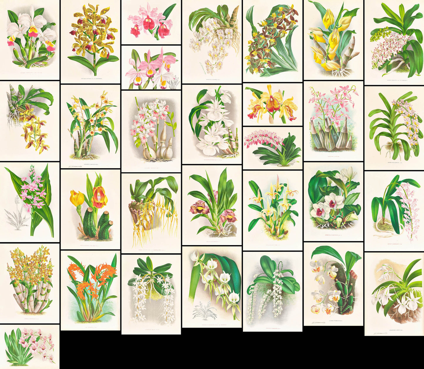 Iconography of Orchids Set 1 [33 Images]