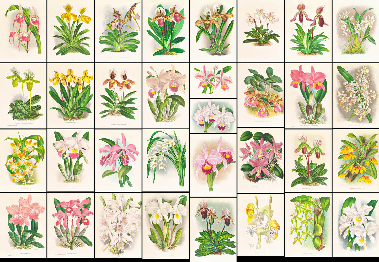 Iconography of Orchids Set 2 [33 Images]
