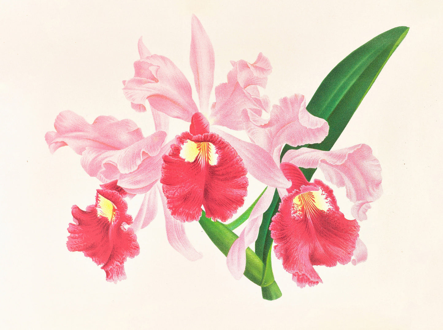 Iconography of Orchids Set 1 [33 Images]