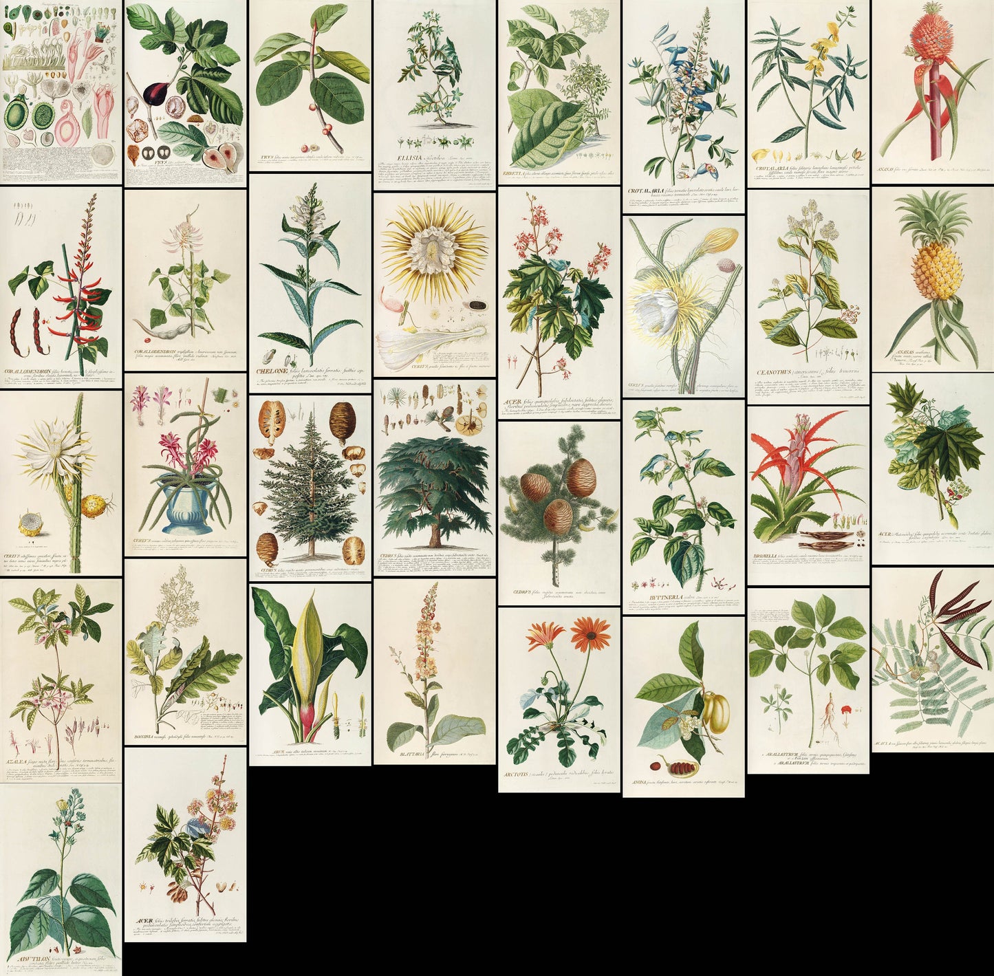 Plantae Selectae Set 1 [34 Images]