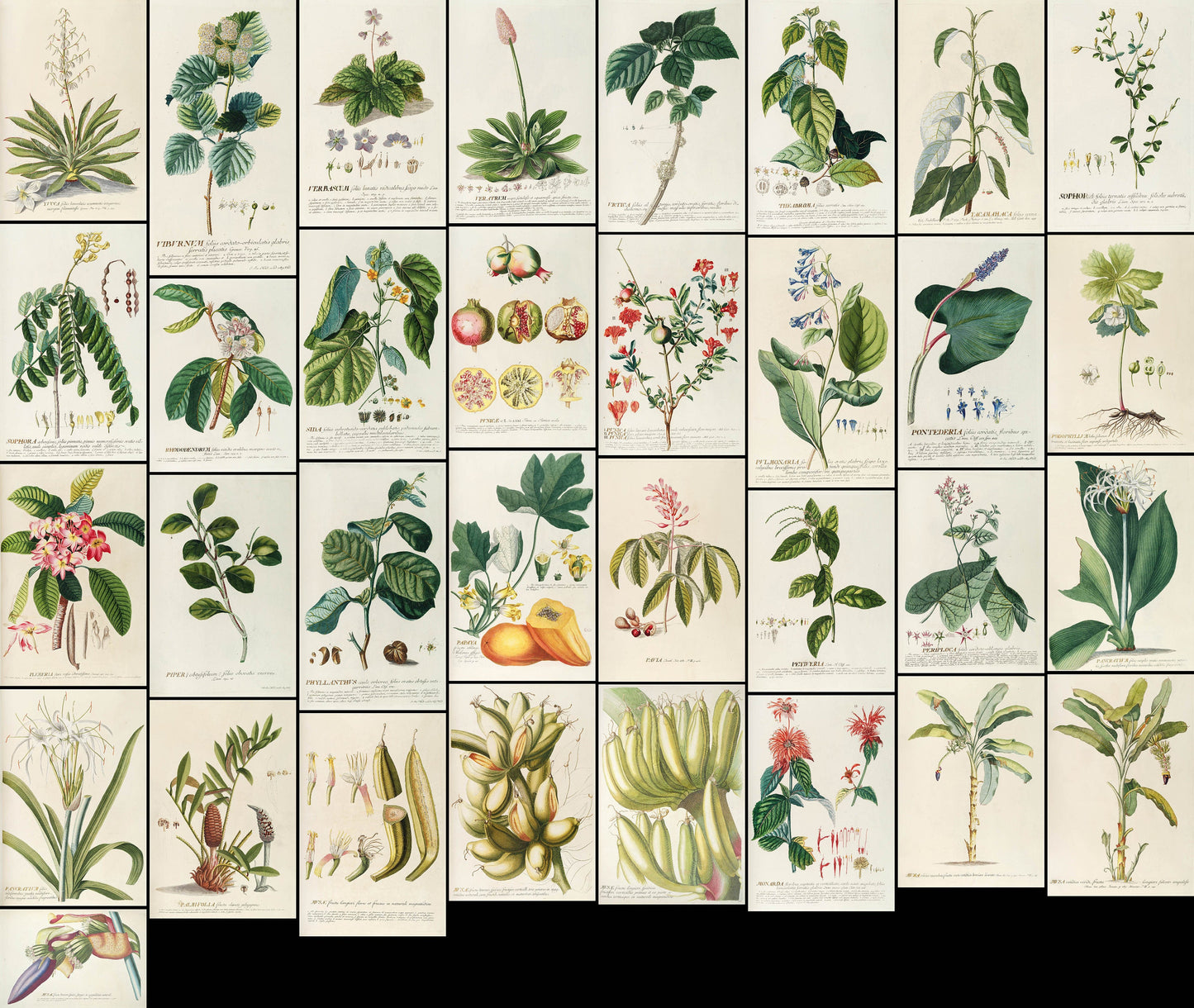 Plantae Selectae Set 3 [33 Images]