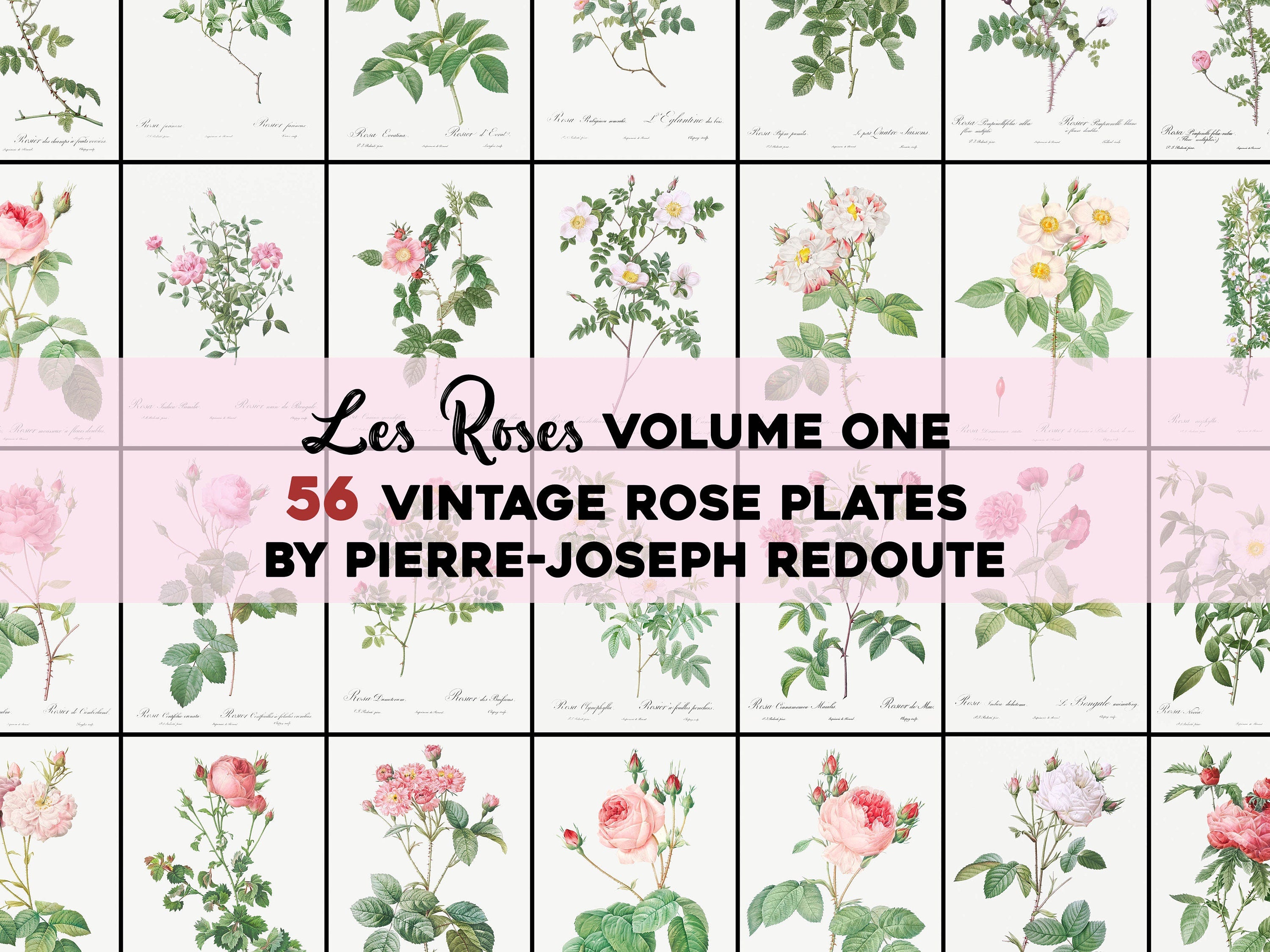 Pierre Joseph Redoute The Roses Set 1 | Flower Images - CleanArchives