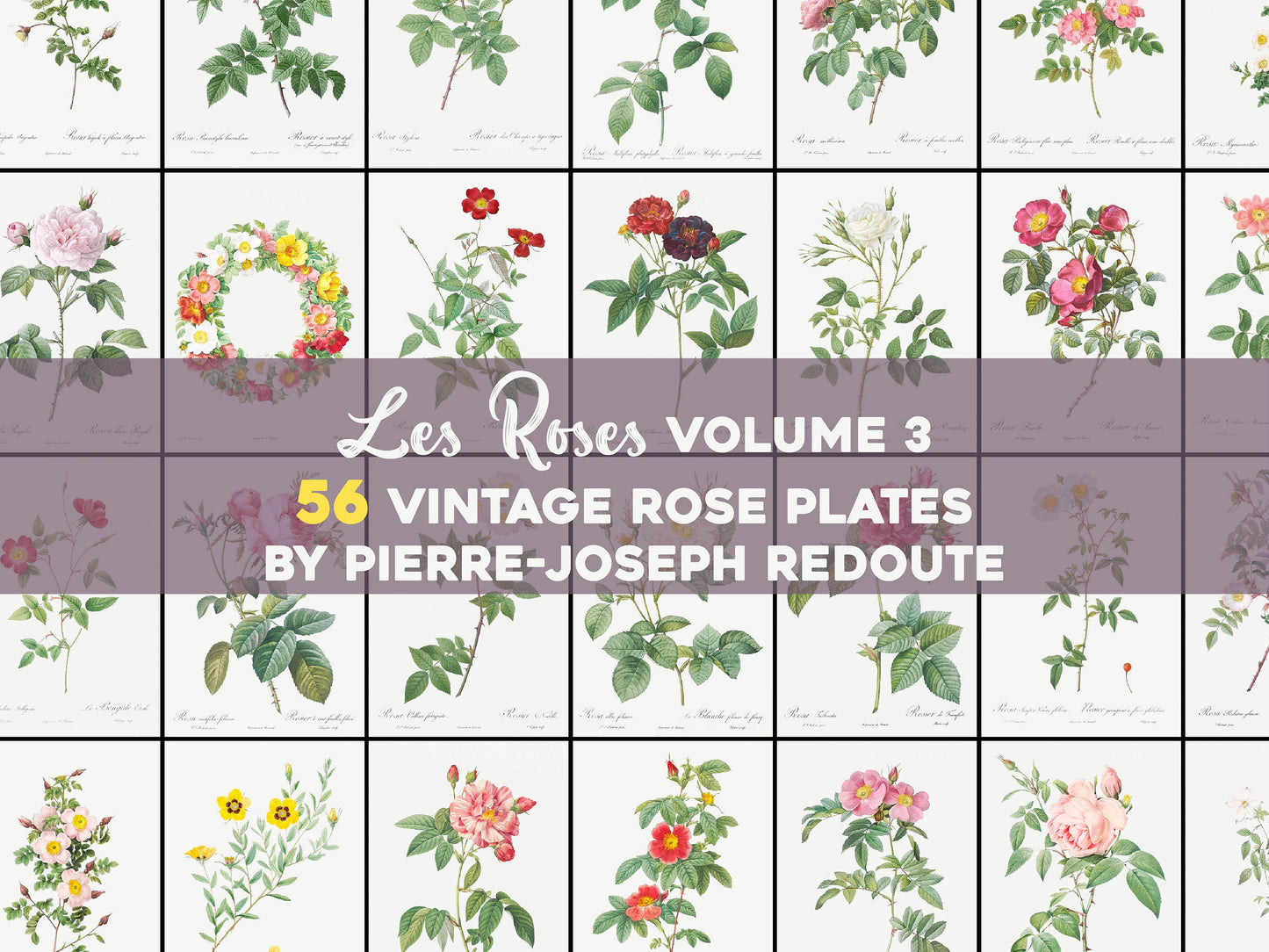 Pierre Joseph Redoute The Roses Set 3 [56 Images]