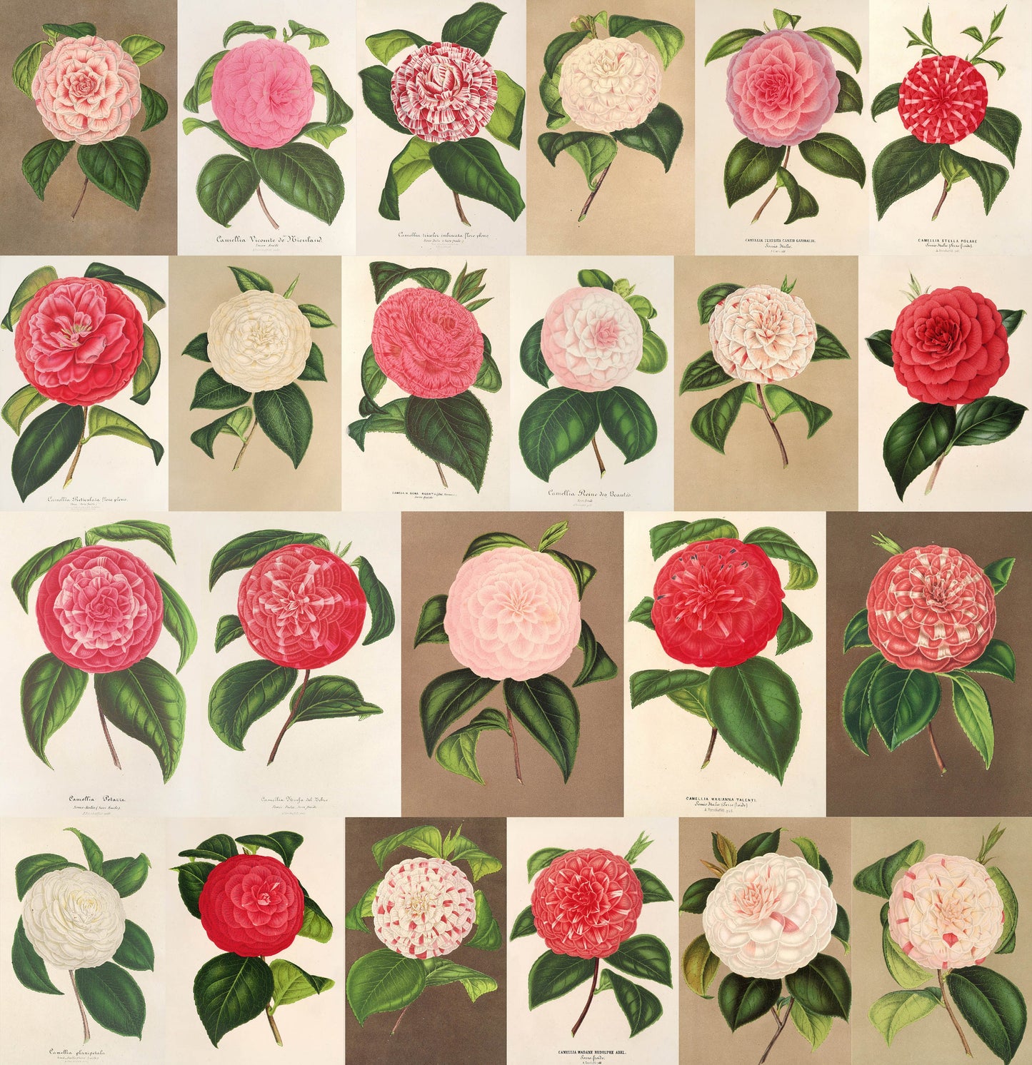 L' Illustration Horticole Camellias Set 2 [23 Images]
