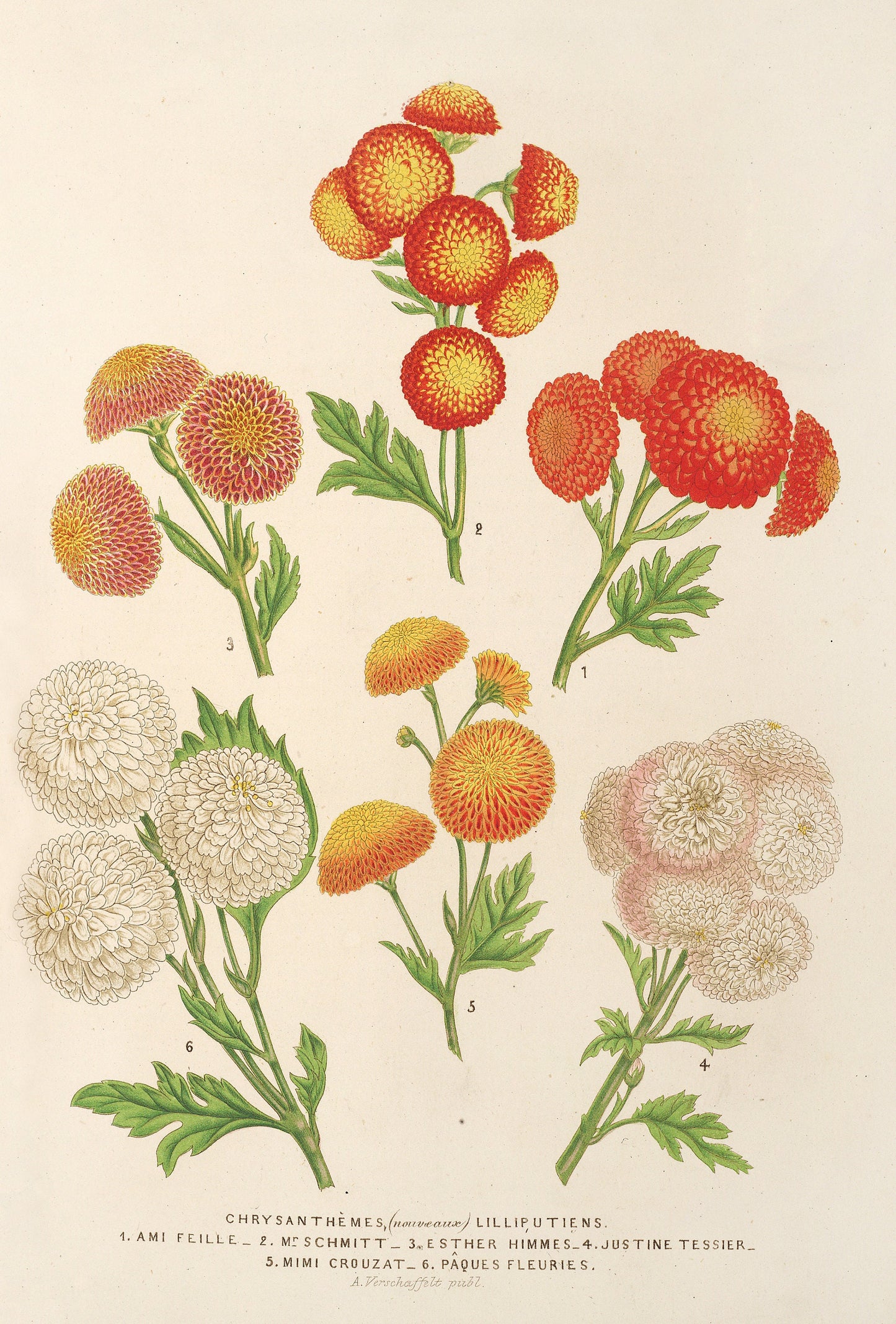 Vintage Chrysanthemums [9 Images]