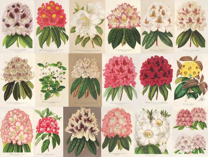 L' Illustration Horticole Rhododendron [19 Images]