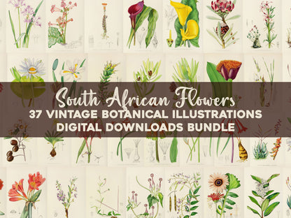 The Flowering Plants of South Africa [37 Images]