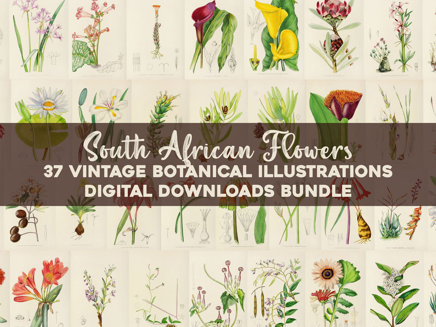 The Flowering Plants of South Africa [37 Images]