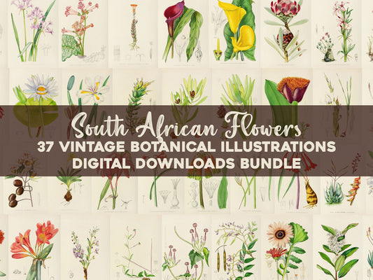 The Flowering Plants of South Africa [37 Images]