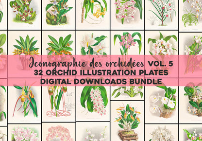 Iconography of Orchids Set 5 [32 Images]