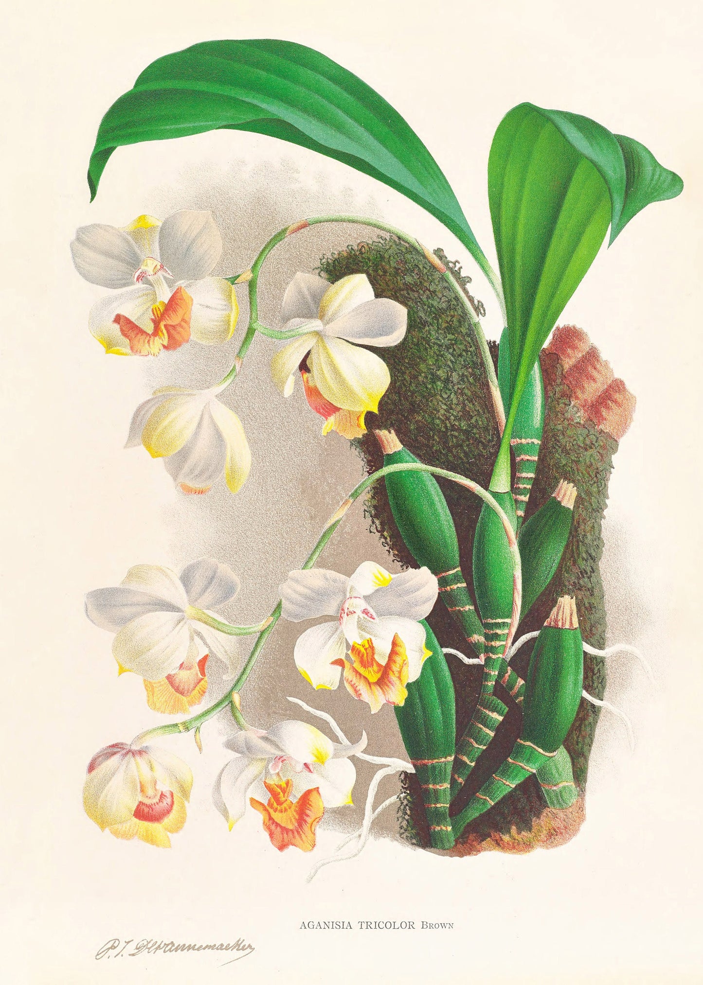 Iconography of Orchids Set 1 [33 Images]
