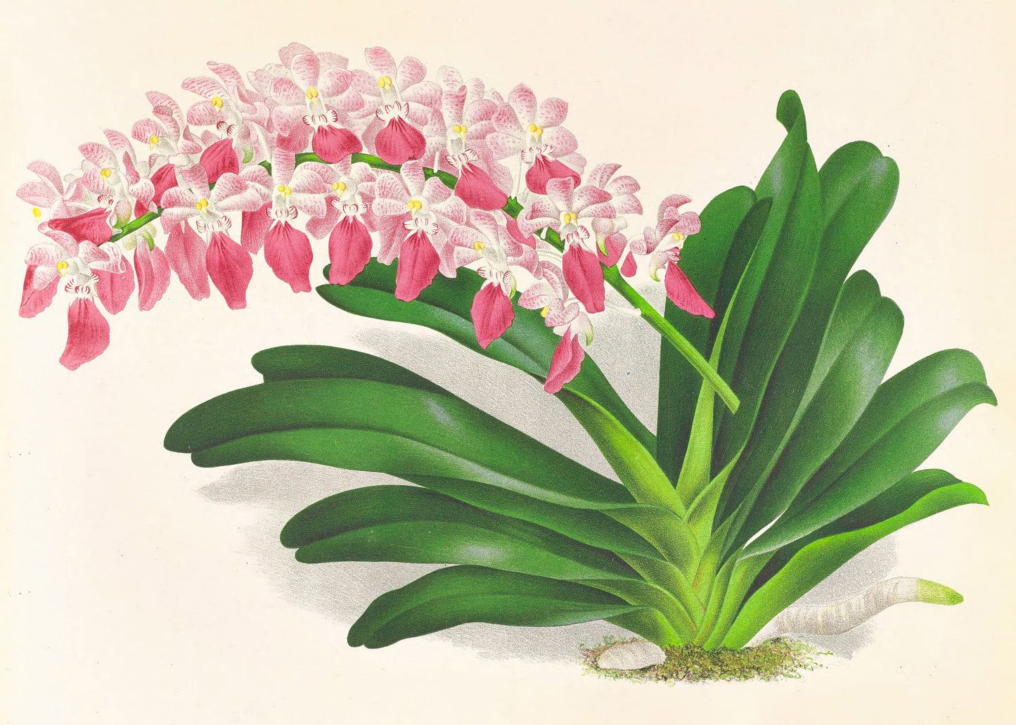 Iconography of Orchids Set 1 [33 Images]