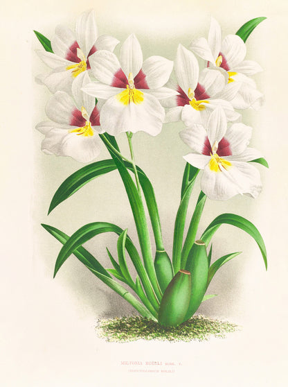Iconography of Orchids Set 4 [32 Images]